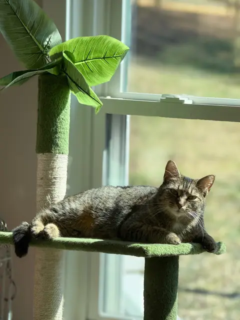 Daisy, a brown-and-black striped tabby, lounging in the sun on a leafy green cat tree by a window