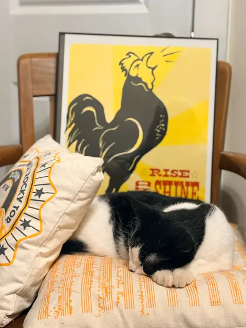 A black-and-white cat curled up asleep on a cushion in front of a rooster poster