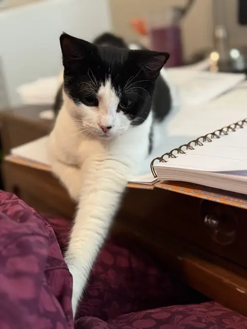 Sweet Pea, a black-and-white cat, reaching one white paw down from a desk covered in papers