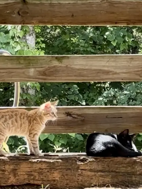 Sandy, a yellow tiger-striped kitten, and a young Skunk on a wooden fence rail