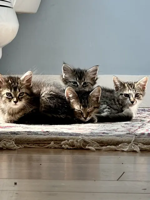 Four tabby kittens snuggled together on a rug