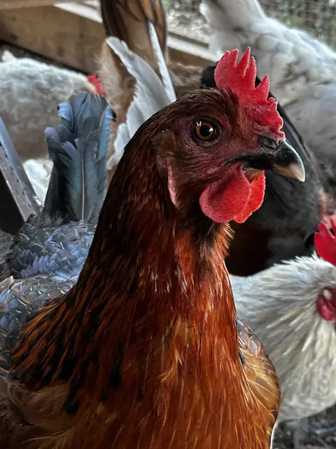 Close-up of a red-brown chicken with a bright red comb, with more of the flock behind