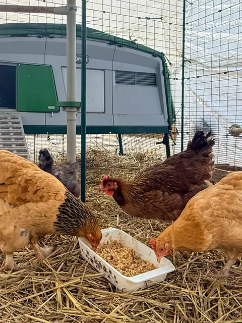 Three hens eating from a dish in their straw-bedded run in front of the coop