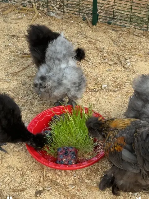 Fluffy black and gray chickens pecking at a red dish of sprouted grass and a blueberry treat