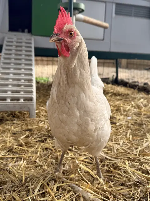 A pale buff hen standing in the straw and looking at the camera, with the coop ramp behind her
