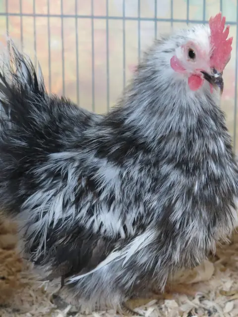 A fluffy black-and-white speckled bantam chicken with frizzled feathers