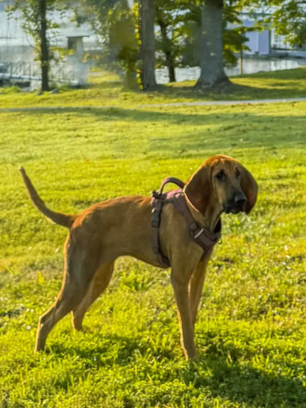 Dessie, a red bloodhound in a harness, standing in the grass and looking back over her shoulder, with water and trees behind her
