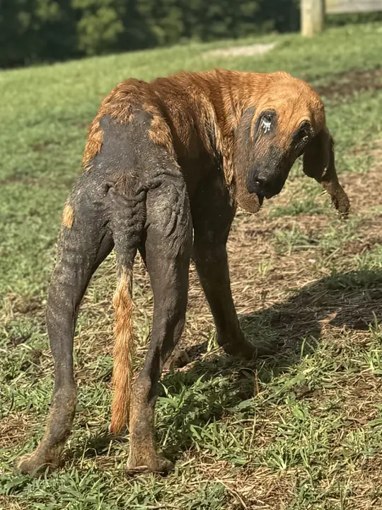 Dessie the day she was found: a thin red bloodhound with bare, darkened skin from mange across her back and legs, looking back over her shoulder