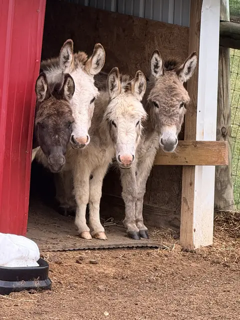 Four mini donkeys peeking out side by side from a red run-in shed with a green metal roof