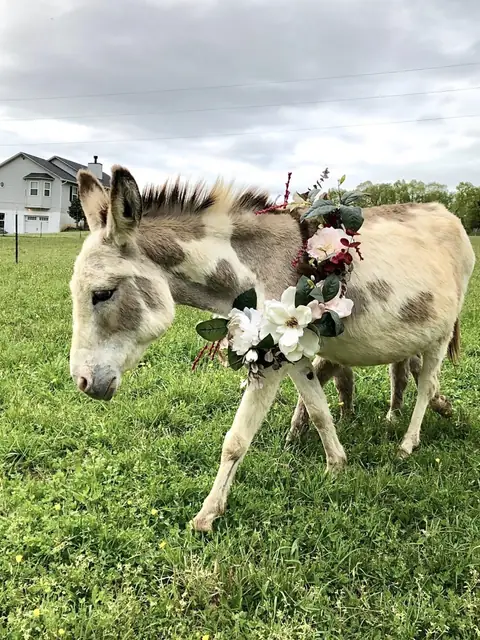 A spotted mini donkey wearing a garland of silk flowers, grazing in a green field