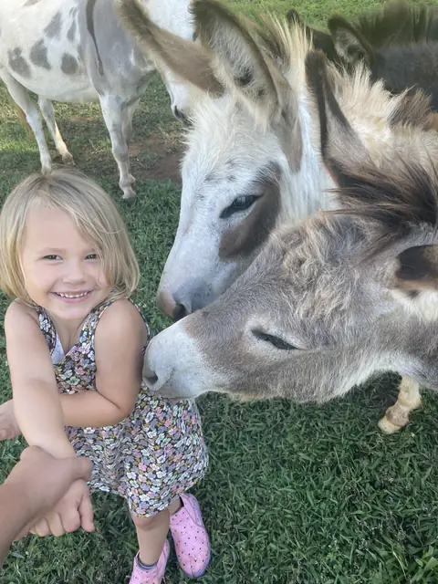 A smiling little girl getting a nuzzle from two mini donkeys
