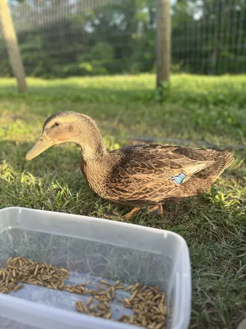 A brown speckled duck standing in the grass next to a bin of treats