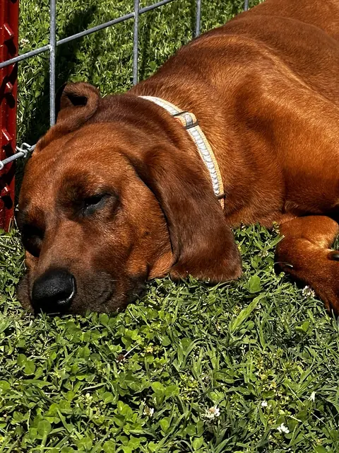 Duke, a red hound with a light collar, sound asleep in the sunny grass along a wire fence
