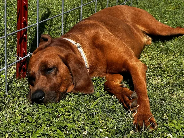Duke, a Redbone Coonhound, asleep in the sunny grass along a wire fence