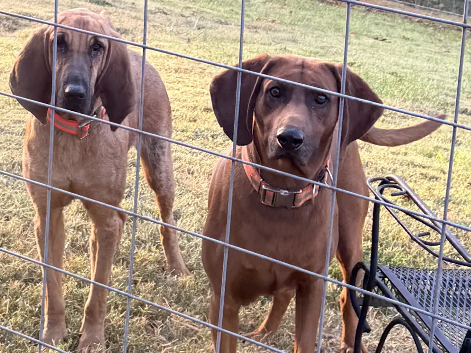 Duke and Dessie, two red hounds in orange collars, looking through a wire fence together
