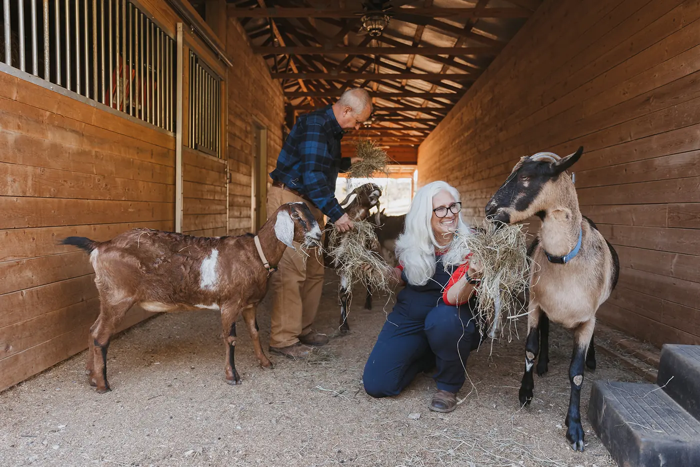Jules and Lane Morris hand-feeding hay to goats in the center aisle of their barn