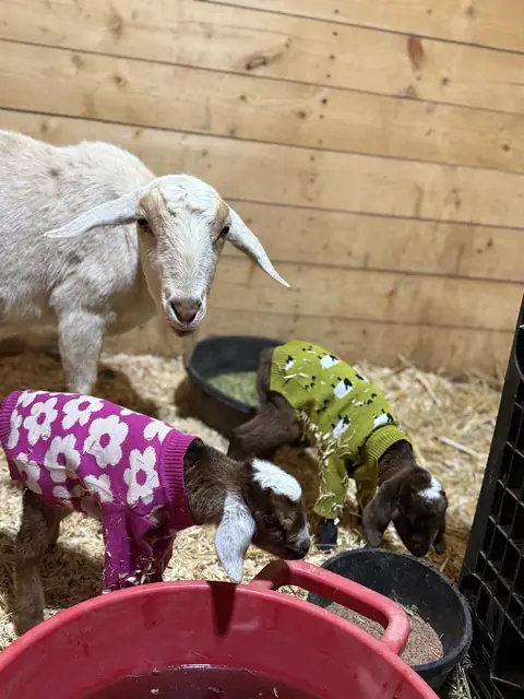 A white mama goat watching over two brown-and-white kids wearing knit sweaters, one with pink flowers and one with little sheep, in a bedded stall