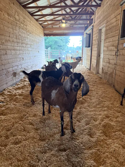 A floppy-eared Nubian goat looking straight at the camera in the barn aisle, with more goats behind her