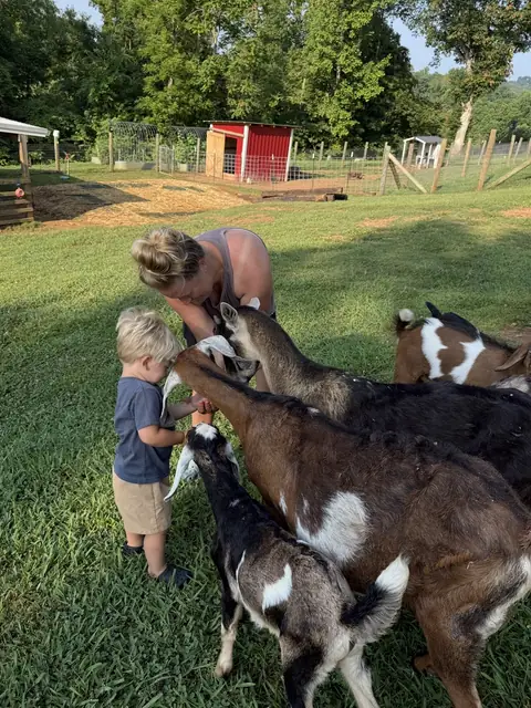 A young boy and a woman feeding a group of goats from their hands on the lawn, with a red coop behind them