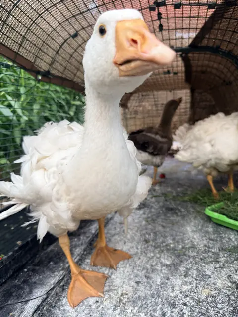 A white Sebastopol goose with curly feathers stepping right up to the camera, with more geese behind