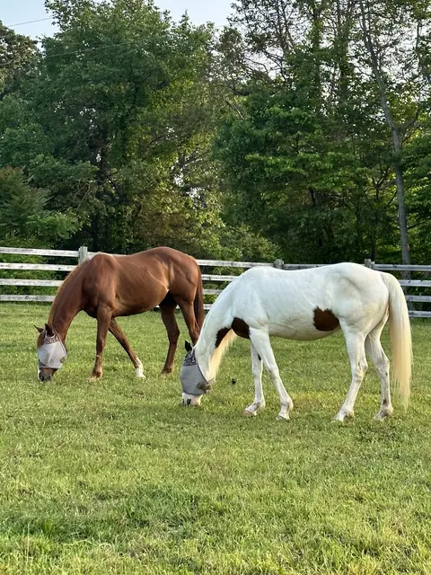 A chestnut horse and a white-and-brown paint horse grazing side by side in fly masks by a board fence
