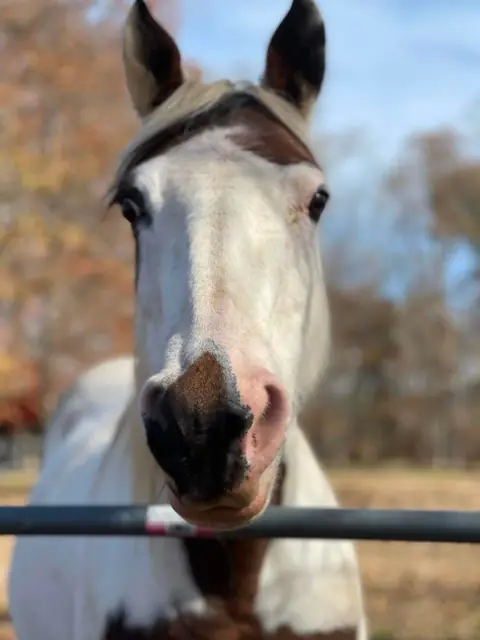 Close-up of a white-and-brown paint horse resting her nose over a gate