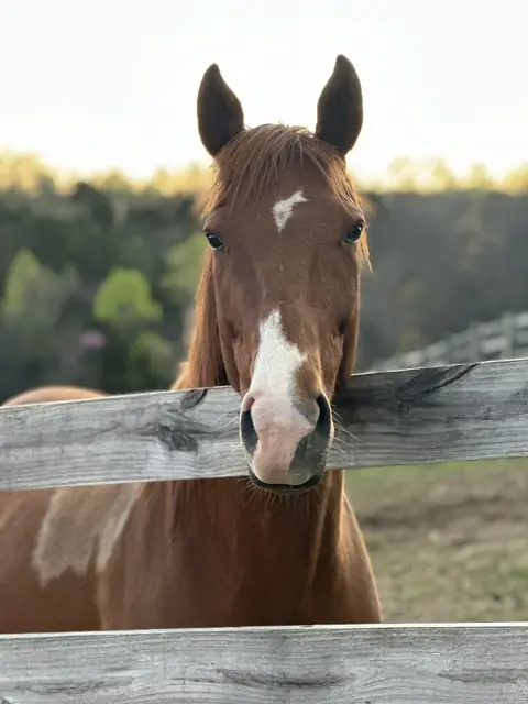 A chestnut horse with a white blaze resting her chin on a weathered board fence