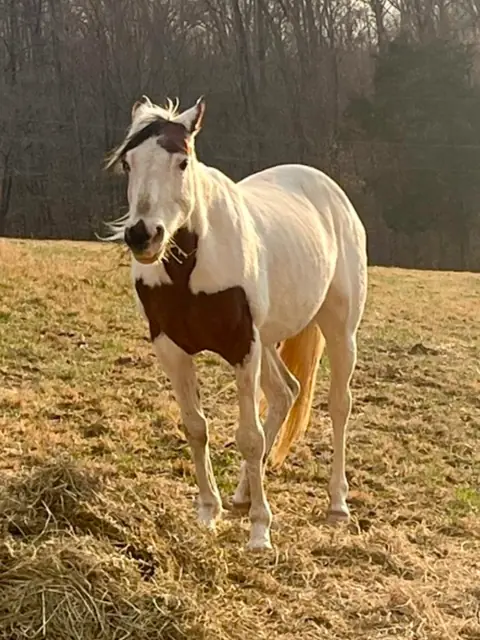 A white-and-brown paint horse walking toward the camera across a winter pasture