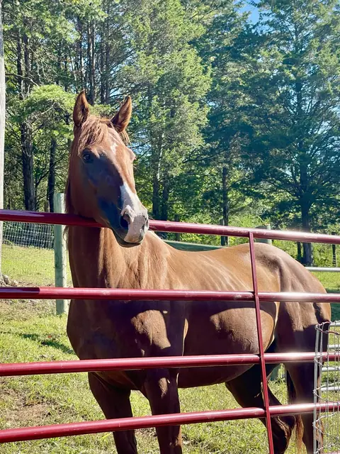 A chestnut horse leaning over a red pipe gate on a sunny day