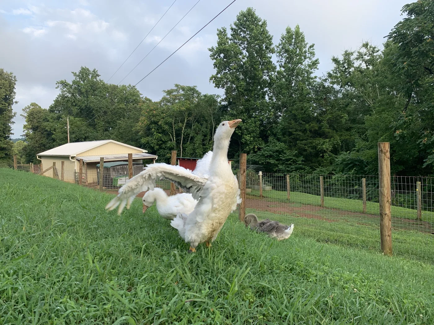 Alexander, a white Sebastopol gander, stretching his curly-feathered wings on the grass by the fence while Gigi grazes behind him and Lillibet rests nearby