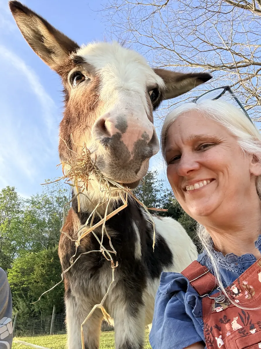 Charlie, a brown-and-white spotted mini donkey with a mouthful of hay, leaning in for a selfie with Jules