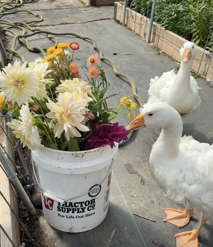 Two white Sebastopol geese in the greenhouse, one nibbling a dark purple dahlia in a bucket of cut flowers