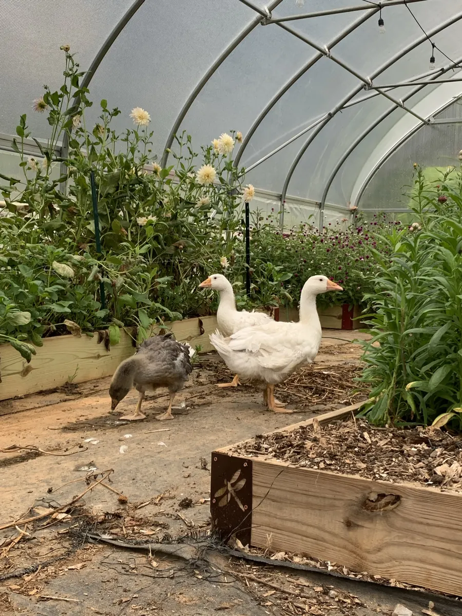A gray goose and two white geese walking between raised beds of dahlias and gomphrena in the greenhouse