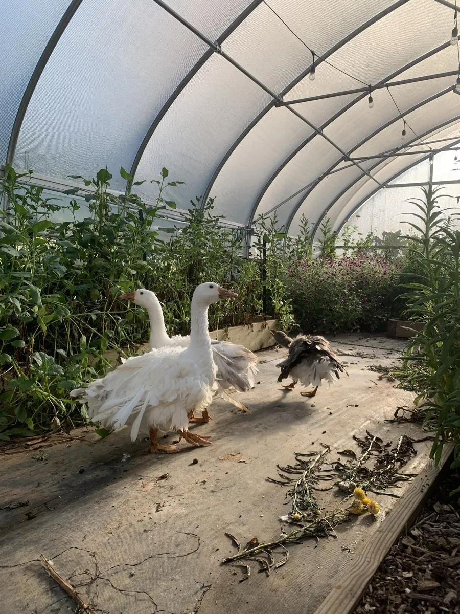 Two white Sebastopol geese and a gray goose walking the center aisle of the greenhouse in late afternoon light