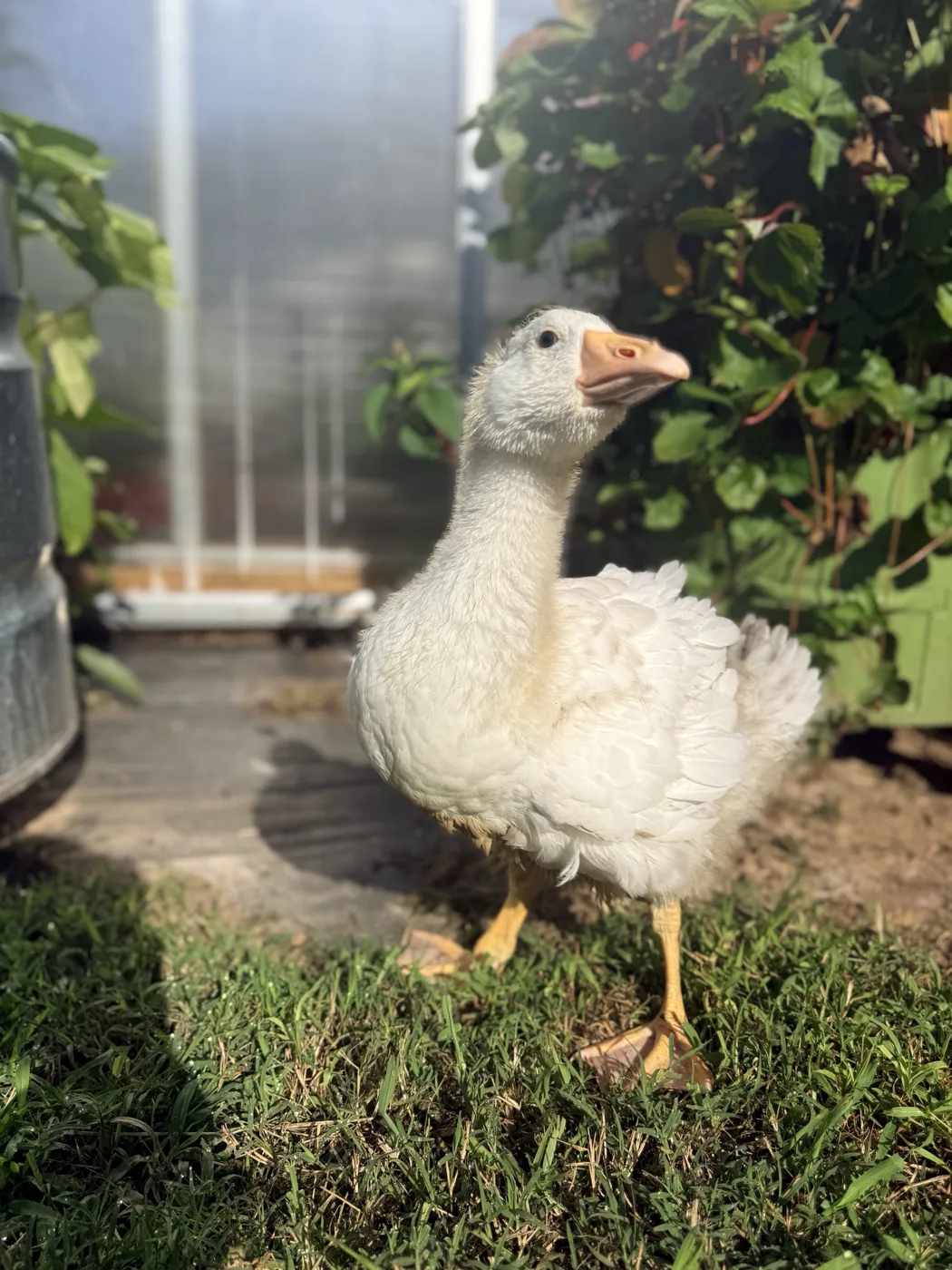 Gigi, a white Sebastopol goose, posing on the grass outside the greenhouse with her head tilted toward the camera