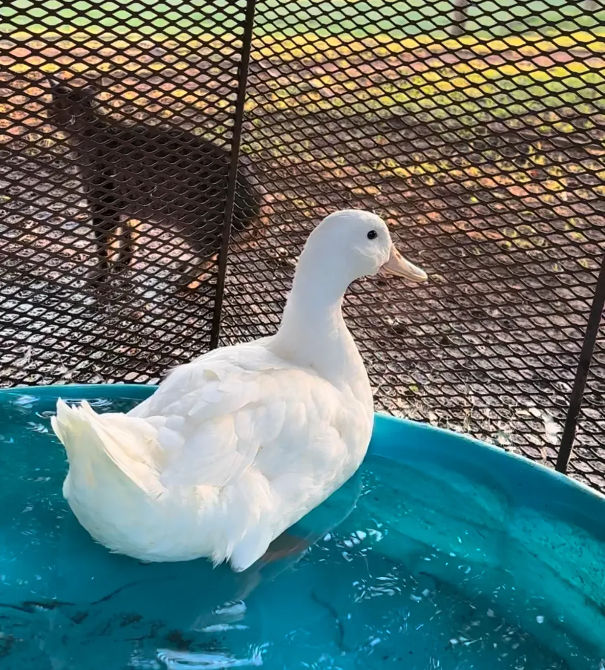 White domestic duck standing beside a wire fence with a goat behind it