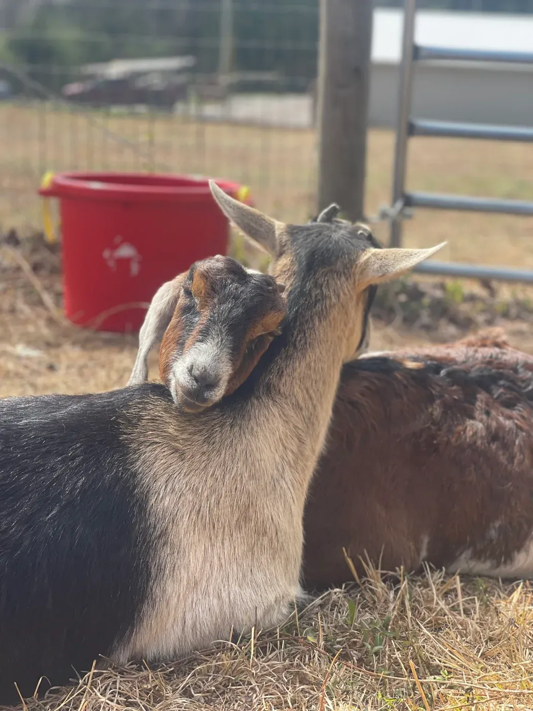 Goat standing at the fence beside a red water bucket