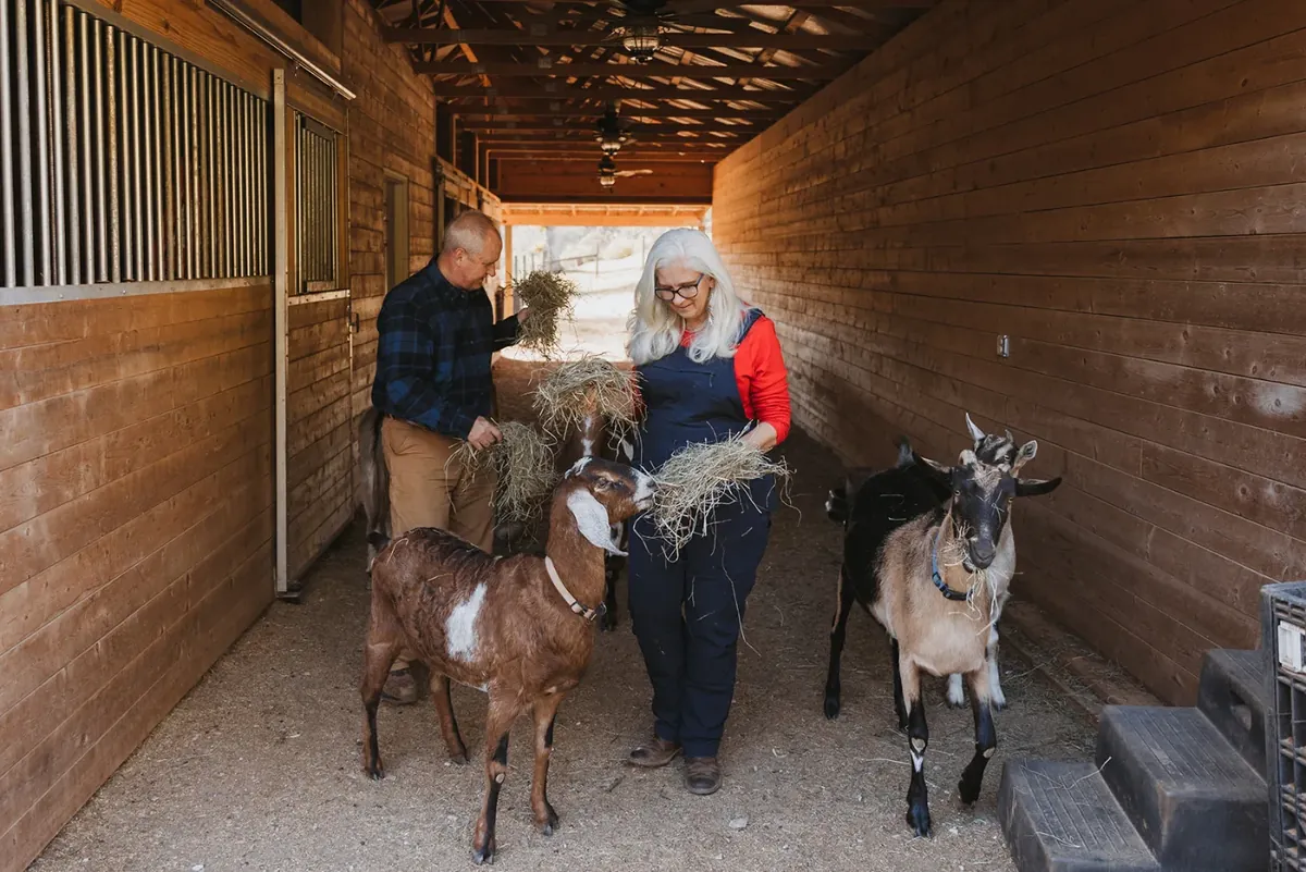 Jules and Lane Morris working together with the animals in the barn aisle