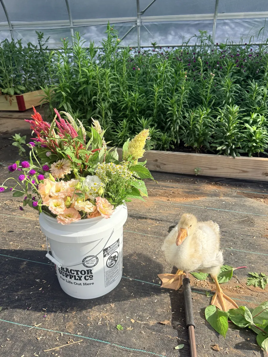 A fluffy white gosling standing beside a bucket of fresh-cut flowers in the greenhouse