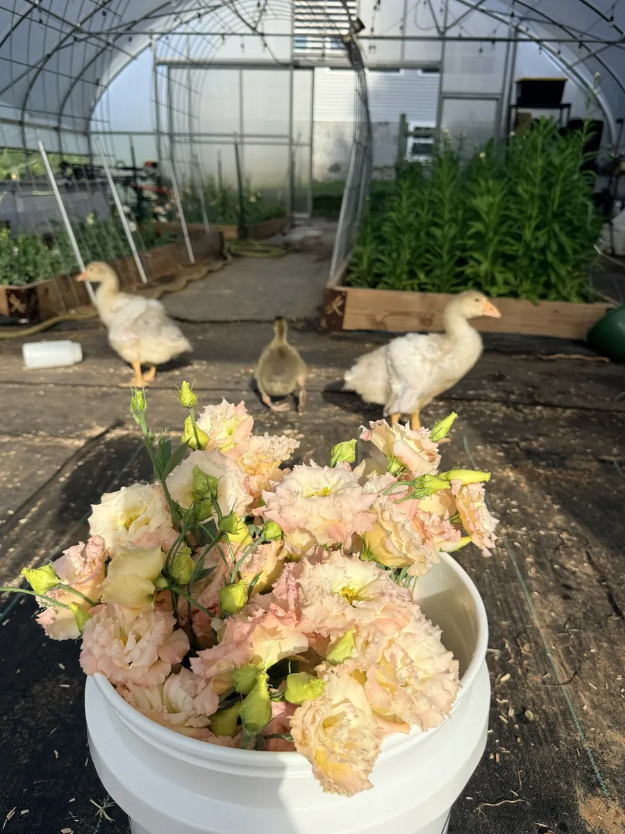 Three fuzzy goslings walking the greenhouse aisle behind a bucket of peach lisianthus