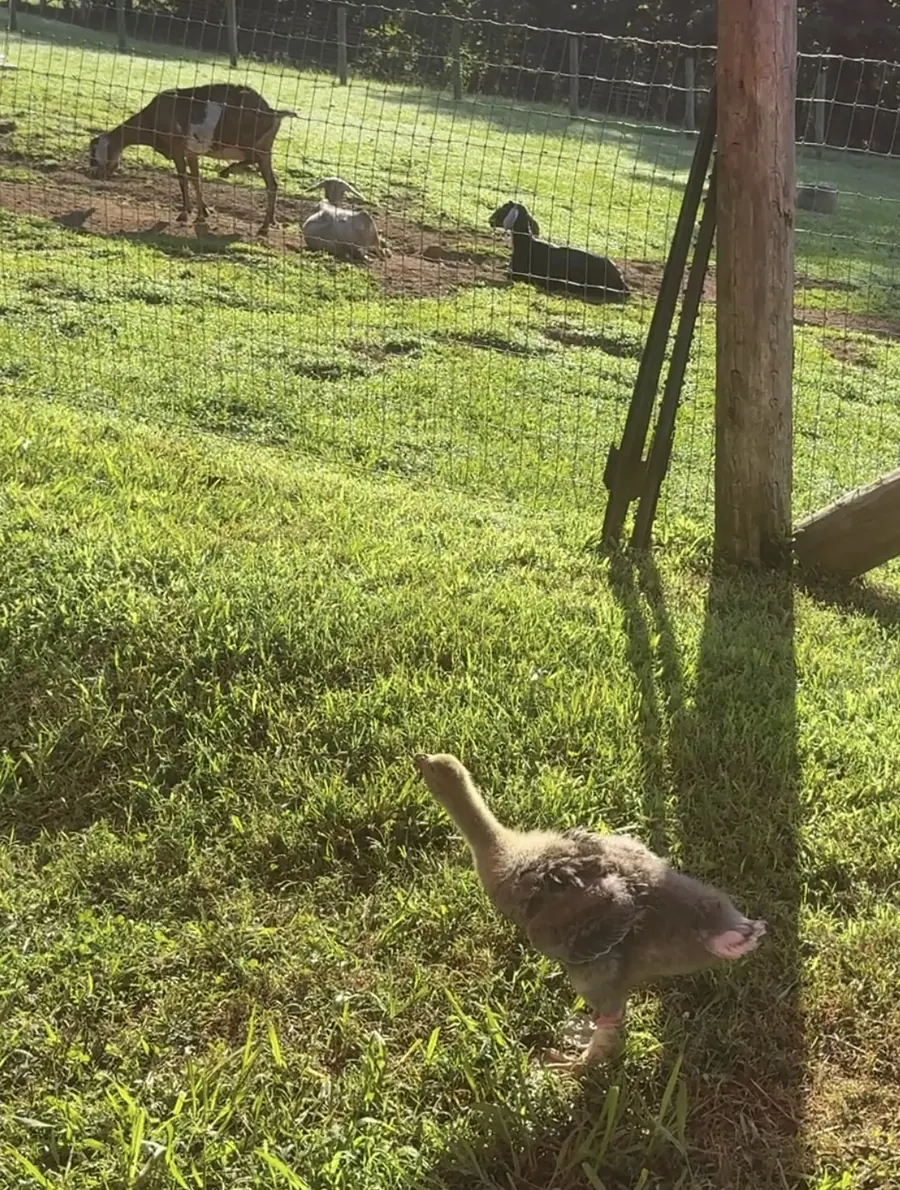 Lillibet, a young gray Sebastopol gosling with her leg wrapped, standing in the grass beside the goat field