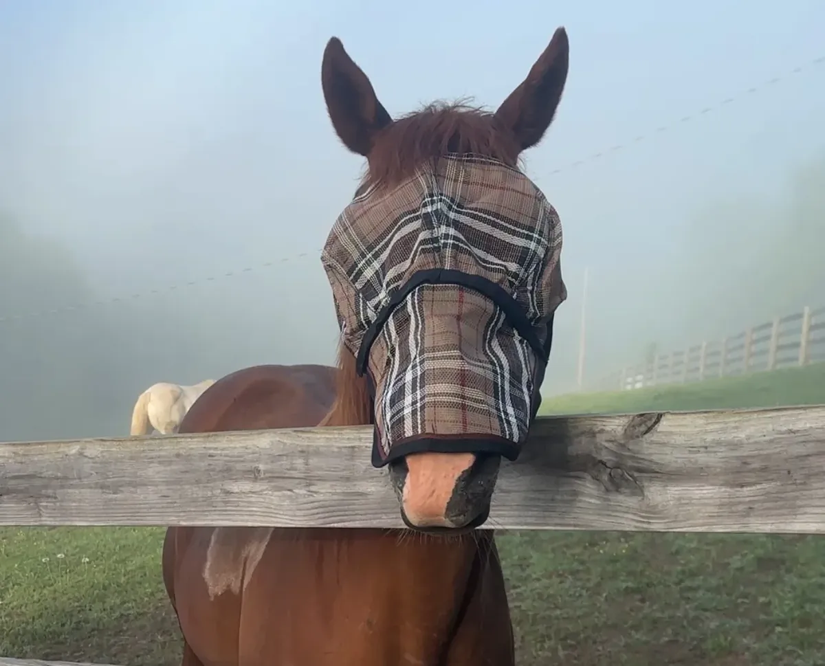 Horse wearing a plaid fly mask standing at the fence on a foggy morning