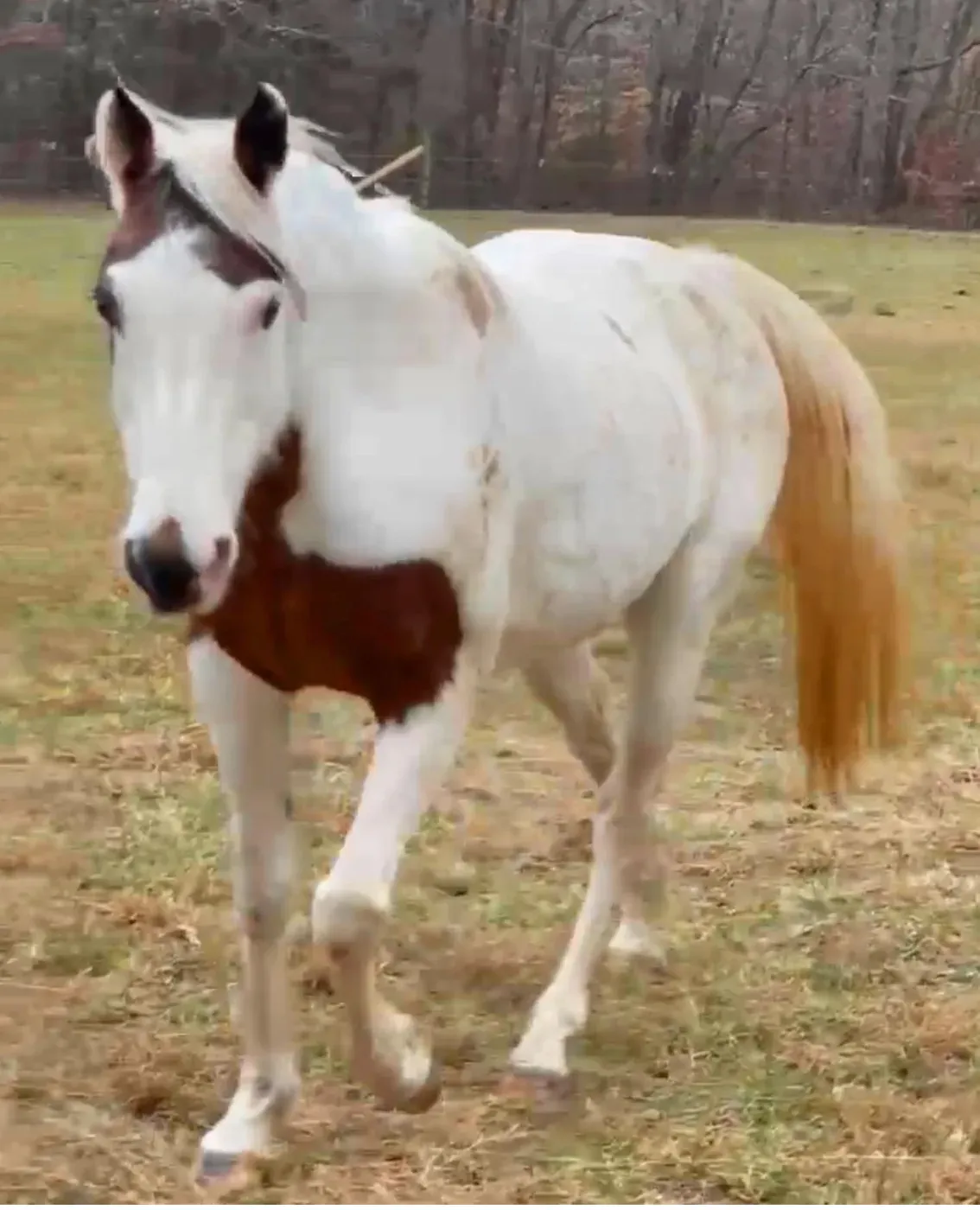 Brown and white paint horse walking across a winter pasture