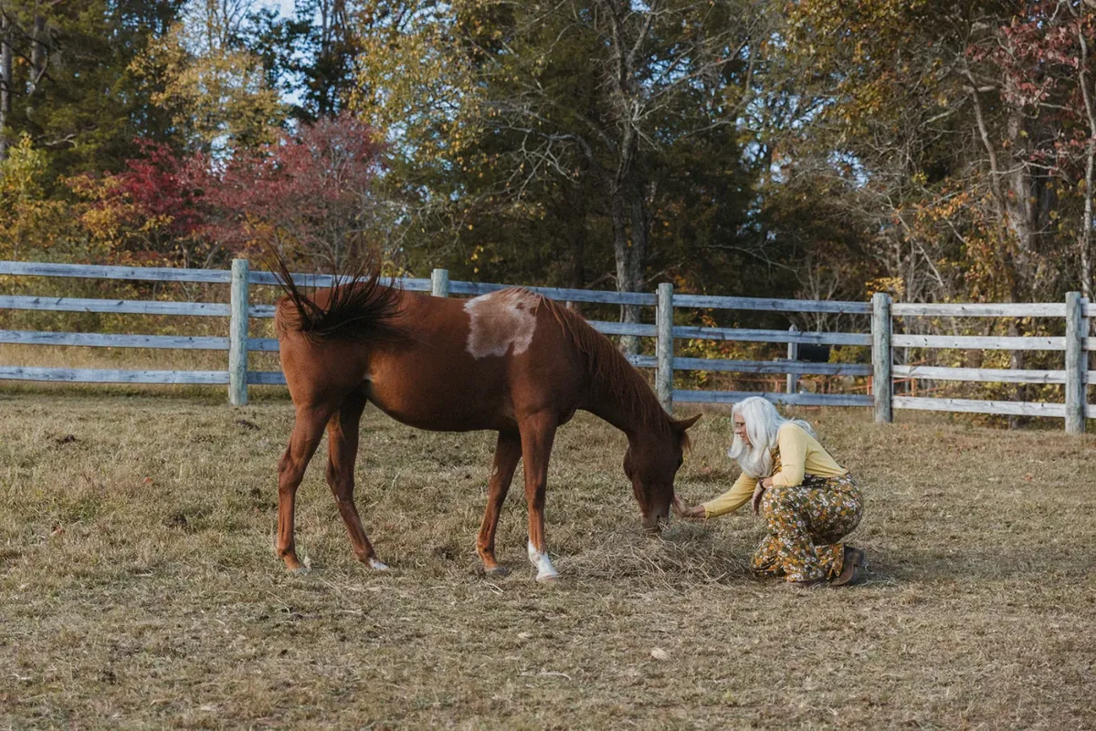 Chestnut rescue horse grazing in a fenced paddock on a fall afternoon