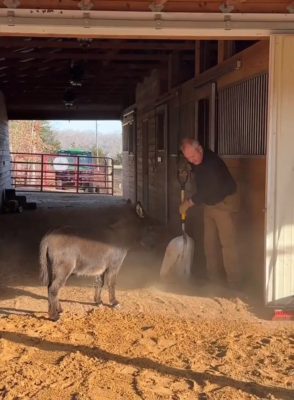Lane Morris shoveling fresh sand along the barn stalls while a mini donkey stands in the sand watching him work