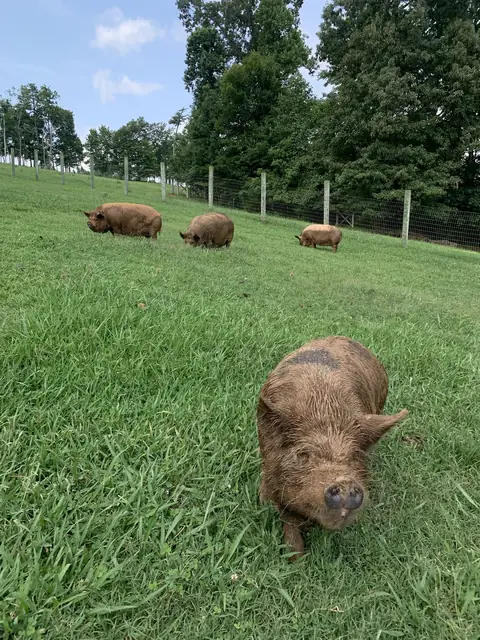 A muddy Kune Kune pig walking toward the camera while three more graze along the fence line