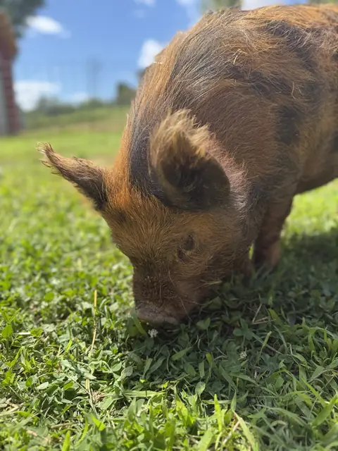 Close-up of a ginger-and-black Kune Kune pig with shaggy ears, nose-down in the clover