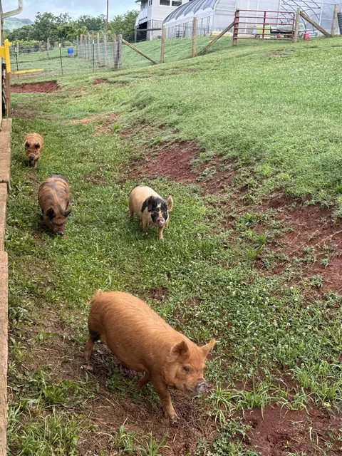 Four Kune Kune pigs trotting up a green hillside toward the camera