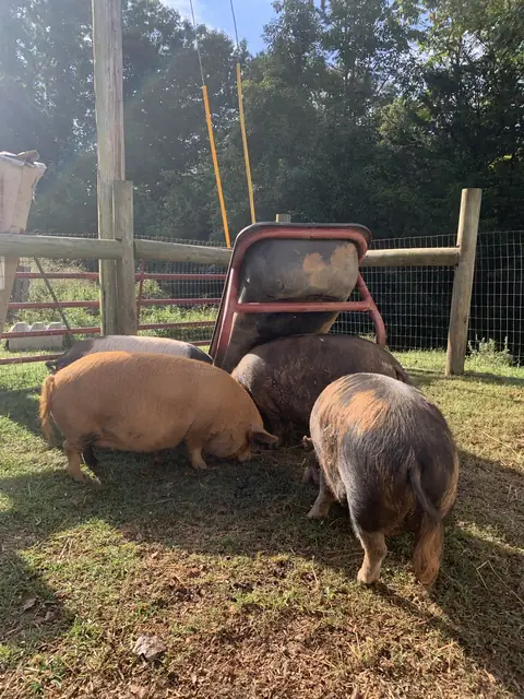 Four Kune Kune pigs crowded around a tipped-up wheelbarrow in their paddock