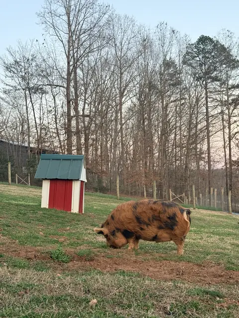 A ginger Kune Kune pig with black spots grazing on a winter pasture beside a small red shelter